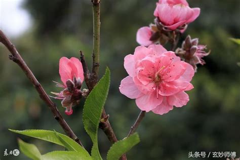 陰桃花做夢|陰桃花是什麼意思精選